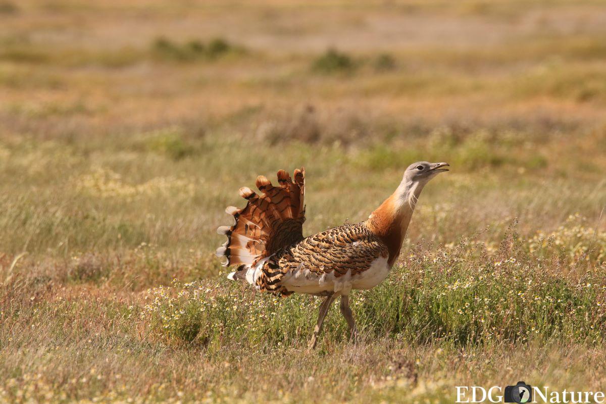 Macho de avutarda en Villafáfila